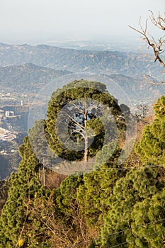 Beautiful jungle on a hill top with blurry mountain range in the background. Himalaya concept