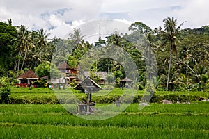 Beautiful jungle and rice fields of Asia. Green concept