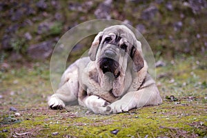 Beautiful junior dog of Spanish Mastiff Breed on the grass