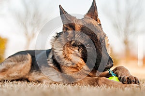 A junior german shepherd dog resting and playing with a ball in a backyard