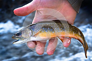 A Beautiful Juvenile Brook Trout