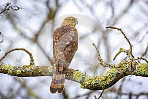 Beautiful juvenile Coopers Hawk close up portrait