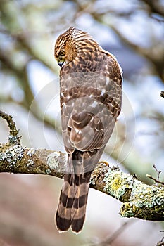 Beautiful juvenile Coopers Hawk close up portrait