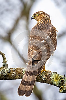 Beautiful juvenile Coopers Hawk close up portrait
