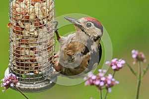 A beautiful juvenile Great spotted Woodpecker Dendrocopos major feeding from a peanut feeder.