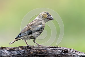 Beautiful juvenile Hawfinch Coccothraustes coccothraustes on a branch