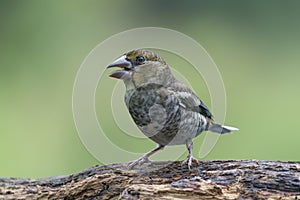 Beautiful juvenile Hawfinch Coccothraustes coccothraustes on a branch