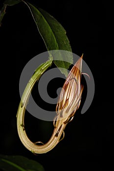 Beautiful Kadupul flower bud with leaf