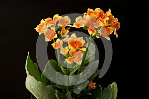 Beautiful Kalanchoe Blossfeldiana flowers