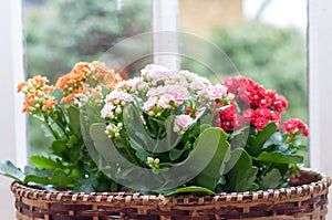 Beautiful Kalanchoe Calandiva flowers on window sill