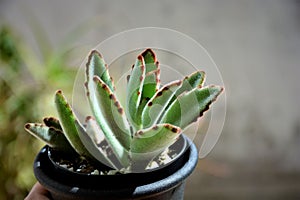 Beautiful Kalanchoe tomentosa in black vase in the yard