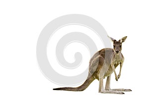 Beautiful kangaroo standing in alert position ON WHITE BACKGROUND WITH COPY SPACE isolated, white, Perth, Western Australia, Austr