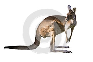 Beautiful kangaroo standing in alert position ON WHITE BACKGROUND WITH COPY SPACE isolated, white, Perth, Western Australia, Austr