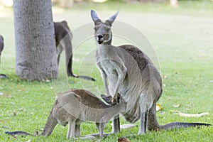 Beautiful kanguro outdoors Perth Australia nice