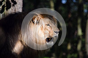 Beautiful Katanga Lion Head Closeup