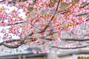 Beautiful Kawazu cherry blooming, the first blooming in Japan photo