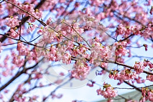 Beautiful Kawazu cherry blooming, the first blooming in Japan