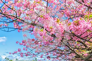Beautiful Kawazu cherry blooming, the first blooming in Japan photo