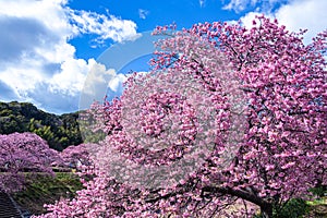 Beautiful Kawazu cherry blossoms blooming at the riverside of Izu.