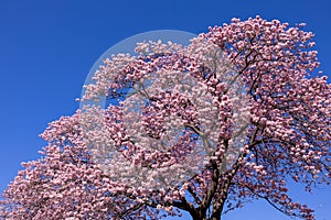 Beautiful Kawazu cherry blossoms blooming at the riverside of Izu. photo