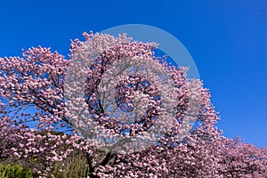 Beautiful Kawazu cherry blossoms blooming at the riverside of Izu. photo