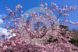 Beautiful Kawazu cherry blossoms blooming at the riverside of Izu. photo