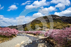 Beautiful Kawazu cherry blossoms in early spring in Japan.