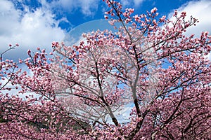 Beautiful Kawazu cherry blossoms in early spring in Japan.