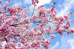 Beautiful Kawazu cherry blossoms in early spring in Japan.