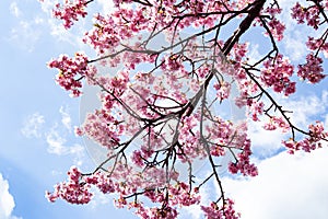 Beautiful Kawazu cherry blossoms in early spring in Japan.