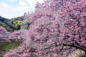 Beautiful Kawazu cherry blossoms in early spring in Japan.