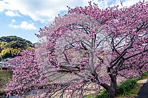 Beautiful Kawazu cherry blossoms in early spring in Japan.