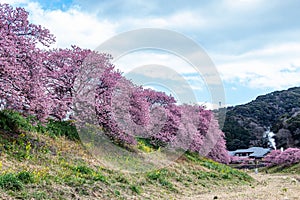 Beautiful Kawazu cherry blossoms in early spring in Japan.