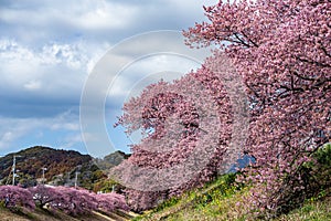 Beautiful Kawazu cherry blossoms in early spring in Japan.