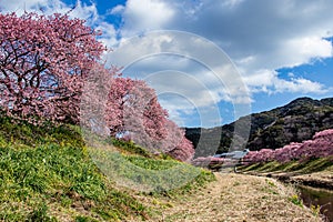 Beautiful Kawazu cherry blossoms in early spring in Japan.