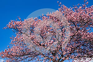 Beautiful Kawazu cherry blossoms in early spring in Japan.