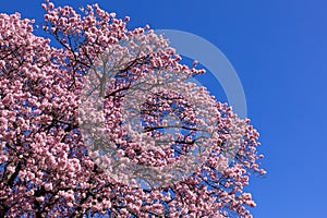 Beautiful Kawazu cherry blossoms in early spring in Japan.