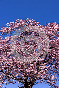 Beautiful Kawazu cherry blossoms in early spring in Japan.