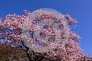 Beautiful Kawazu cherry blossoms in early spring in Japan.