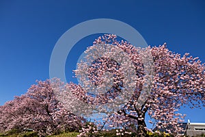 Beautiful Kawazu cherry blossoms in early spring in Japan.