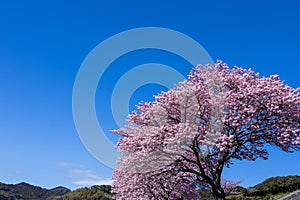 Beautiful Kawazu cherry blossoms in early spring in Japan.