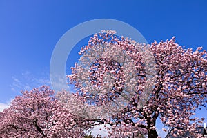 Beautiful Kawazu cherry blossoms in early spring in Japan.