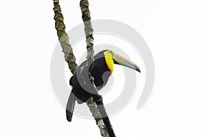 Beautiful Keel-billed Toucan Ramphastos sulfuratus perched on a tree branch