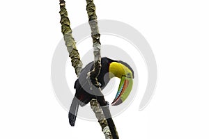 Beautiful Keel-billed Toucan Ramphastos sulfuratus perched on a tree branch