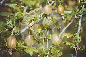 Beautiful keeping up gooseberries