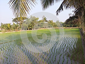 A beautiful kharif  paddy field of West Bengal, India, Asia.
