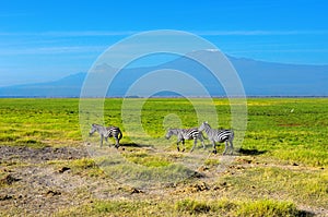 Beautiful Kilimanjaro mountain and zebras, Kenya