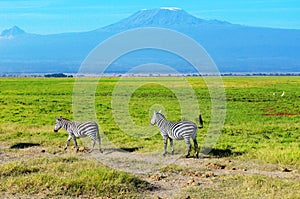 Beautiful Kilimanjaro mountain and zebras, Kenya