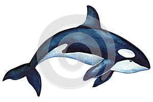 Beautiful killer whale isolated white background. Watercolor illustration, hand drawing