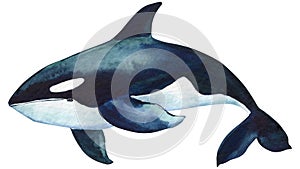 Beautiful killer whale isolated white background. Watercolor illustration, hand drawing